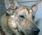 Atopische Dermatitis bei einem jungen Deutschen Schäferhund: Haarverlust, Rötung, Erosion, verstärkte Hautmaserung und Pigmenteinlagerung sind keine direkte Folge der Krankheit.