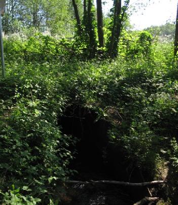 Maßnahmen Ziemenbach: Fischotter (iber) Maßn.Nr.