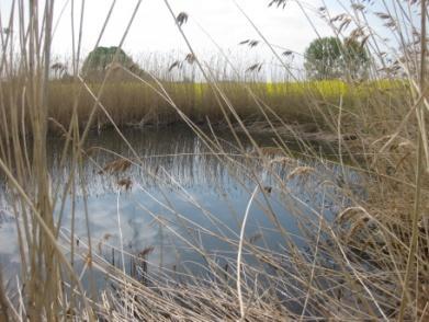 Natürliche eutrophe Seen mit einer Vegetation des Magnopotamion oder Hydrocharition2 3260