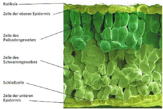 Struktur und Funktion von Pflanzenzellen (A) Abb. 1: Querschnitt durch ein Laubblatt (Rasterelektronenmikroskop) Betrachtet man den Querschnitt eines Laubblattes unter dem Mikroskop (Abb.