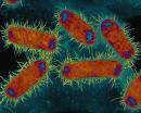 Mikroorganismen Prionen Bakterien Pilze Würmer