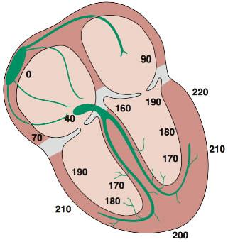 Vergleich zu dem in der Aorta die Aortenklappe öffnet. Nun beginnt die Austreibungsphase wo der Druck im linken Ventrikel langsamer ansteigt und ein Maximum durchläuft.