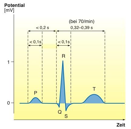 Über das Muskelgewebe breitet sich die Erregung wieder (wie zwischen Sinusknoten und AV-Knoten) langsamer aus, wegen des Fehlens spezialisierter Zellen, mit etwa 1m/s. 3.4.