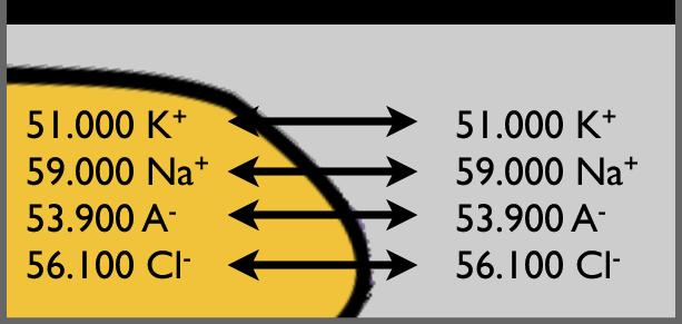 Natrium-Konzentration 5-15 mal niedriger als extrazellulär Permeabilität Wäre die Zellmembran für alle Elektrolyte durchlässig, würden sich die