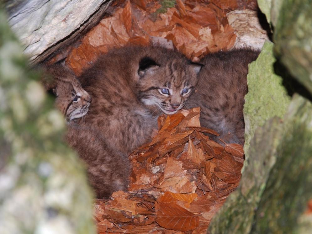 Luchswelpen in der Wurfhöhle Foto: FIWI/Haymerle aktuelle Monitoringergebnisse Im Dezember konnte im Reichraminger Hintergebirge Freia mit allen drei Jungen gefährtet werden.