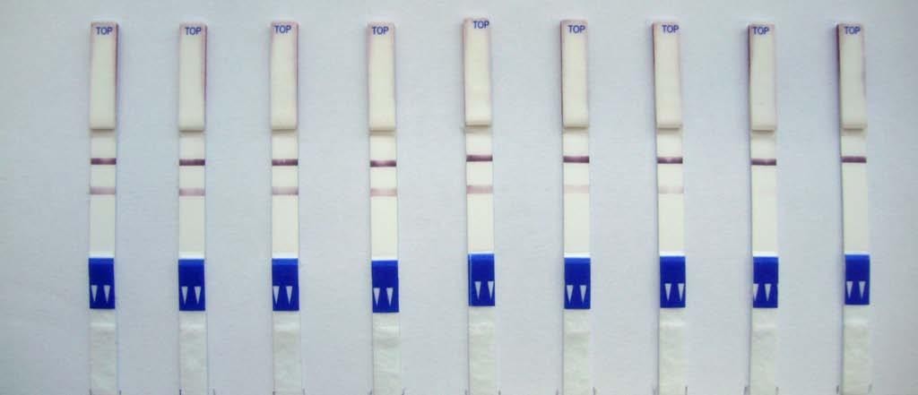 Lateral flow Teststreifen am Beispiel Salmonella 1 2 3 4 5 6 7 8 NC 1 2 3 4
