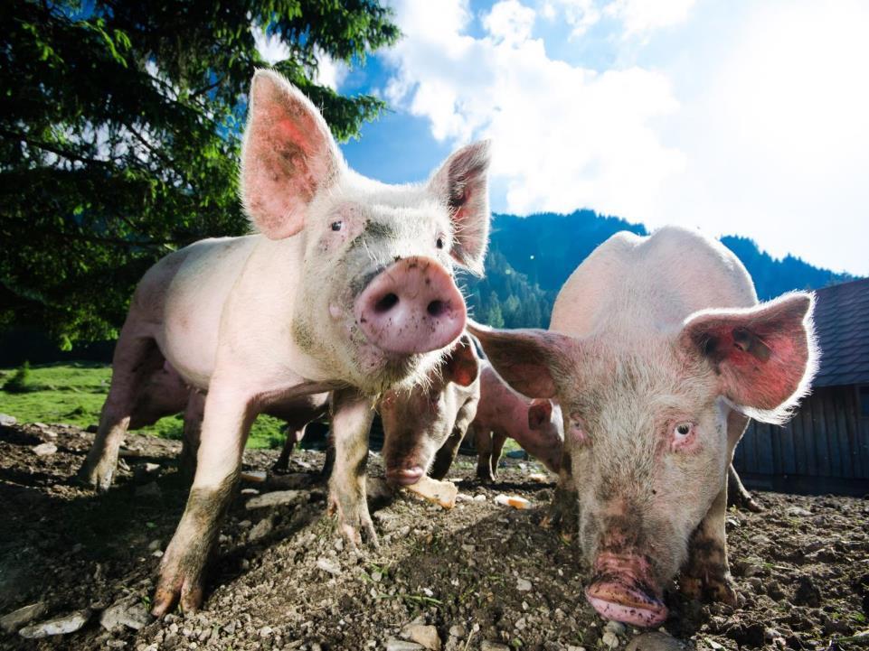 Feed Max für Schweine für mehr Natur im landwirtschaftlichen Kreislauf Höhere Tageszunahmen bei geringerem
