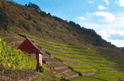 Honorierung spezieller Bewirtschaf tungsformen Umweltgerechter Weinbau in Steil- und Terrassenlagen Die Steil- und Terrassenlagen des fränkischen Weinbaus sind die herausragenden landschaftsprägenden