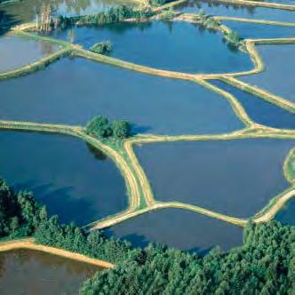 Honorierung spezieller Bewirtschaf tungsformen Extensive Teichwirtschaft Mit 20 000 ha Teichfläche liegt in Bayern etwa die Hälfte aller Teiche Deutschlands.