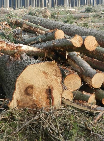 Landeswald laufen auf