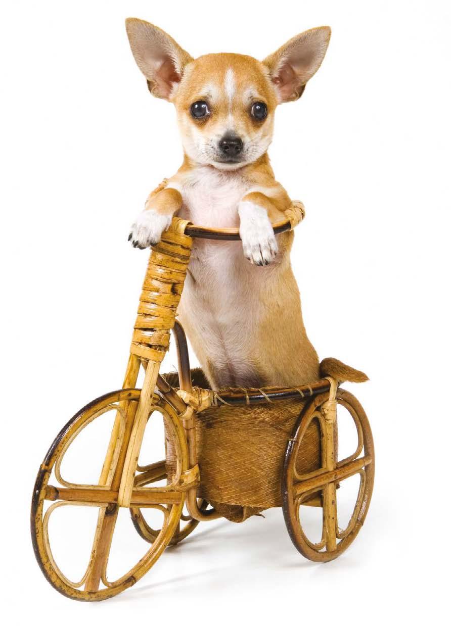 Ausbildungskurse - Radfahren mit Hund Radfahren mit Hund Sicher mit Hund und Fahrrad im Straßenverkehr Hunde brauchen viel Bewegung Mit dem Hund Fahrrad fahren ist eine tolle Beschäftigung für Mensch