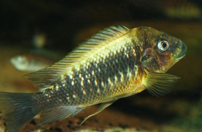 Bereits Moshi-Yellow -Jungfische weisen eine bräunlich-gelbe Grundfärbung auf (Abbildung Seite 235), während diese bei den anderen Petrochromis eher silbergrau ist.