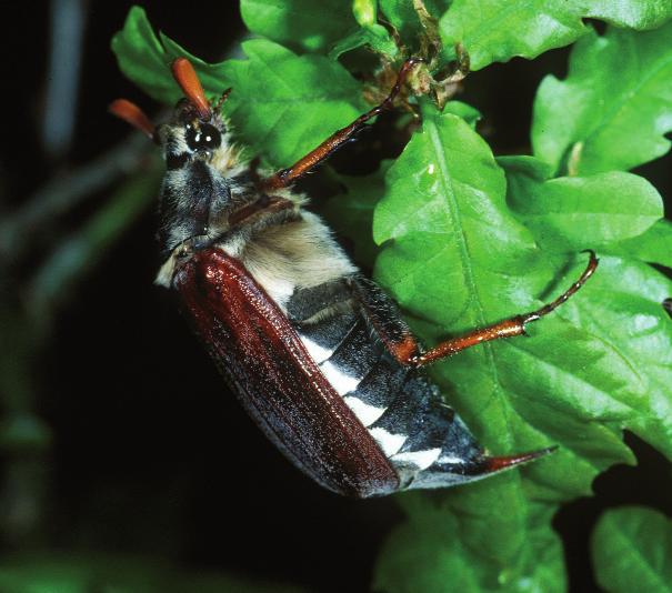 (Tipulidae, Chironomidae), Wanzen (Heteroptera), Köcherfliegen (Trichoptera) und Hautflügler (Formicidae, Ichneumonidae).
