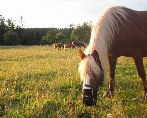 6. Fazit Physiologie der Pferdeverdauung beachten, Natur als Beispiel nehmen Bei