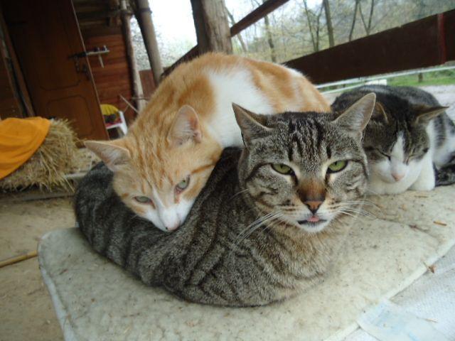 Toskana-Katzen - unser Katzenprojekt Die Meißten von Euch wissen, daß wir seit Jahren Angelika Lesche unterstützen, die in der Toskana eine Vielzahl frei lebender Katzen umsorgt.