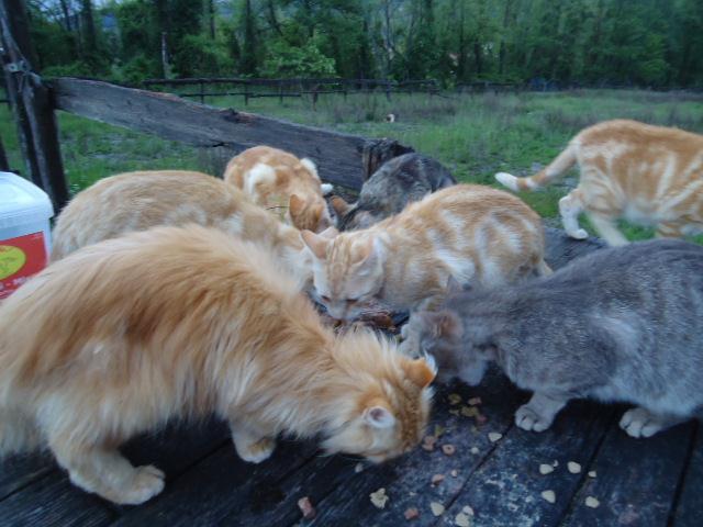 188672 Betreff: Toskana-Katzen oder über Sachspenden (wir bitten um Katzenfutter, Wurmmittel, Medikamente für Katzen und