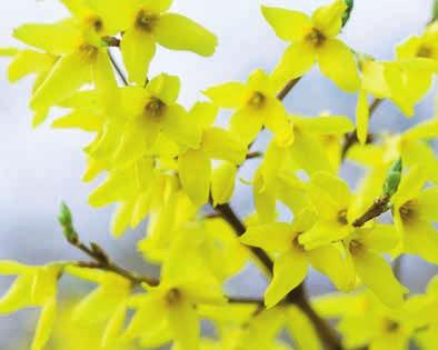 Zwergflieder Syringa meyeri 'Bloomerang Pink Perfume'