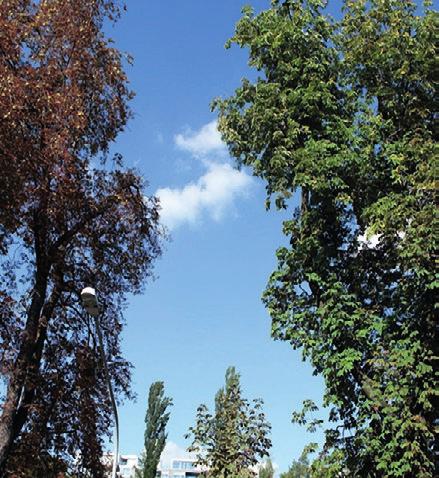 TREECARE Vorbeugen, schützen und erhalten Maag Profi TreeCare für Rosskastanien ist eine innovative Lösung, um einen Miniermottenbefall zu verhindern, die Gesundheit Ihrer Bäume zu schützen und die