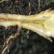 in allen Bereichen vor. Falscher Mehltau bildet auf der Blattunterseite beginnend einen erst weisslichen, dann gräulich-oliv werdenden Sporenrasen.