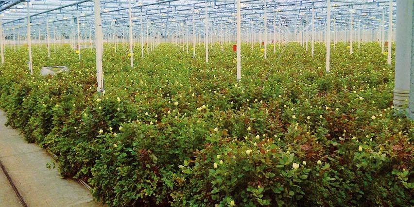 RESISTENZMANAGEMENT Resistenzmanagement und Spritzstrategie Minderwirkungen und Resistenzen: Seit einigen Jahren treten immer wieder Minderwirkungen von Fungiziden und Insektiziden aber auch