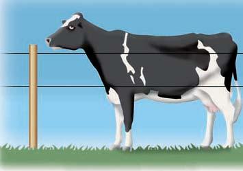 Elektrozäune für alle Tierarten Einzäunung für Kühe 90 cm 60 cm Elektrozäune für Kühe sind 0,85 m bis 1,05 m