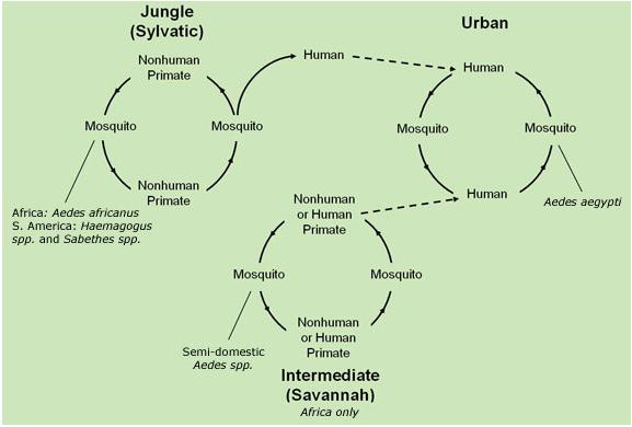 Steckbrief Gelbfieber Erreger: Yellow Fever Virus (YFV, Flavivirus) Wirte: Affen, Menschen Symptome: Meist asymptomatisch