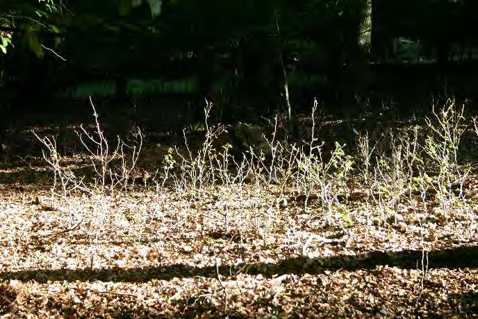 Waldschutz Jagd im Nationalpark Situation im Eisener Wald: - Schäden durch Rot-, Reh-, und