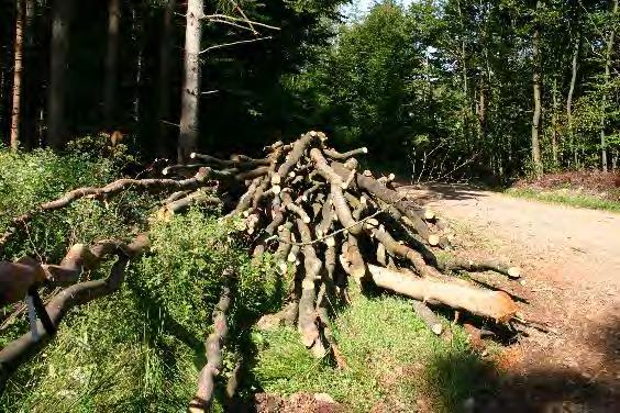 Bereitstellung von Holzprodukten Brennholzversorgung der lokalen Bevölkerung Der Nationalpark wird aber nicht zu einer Verknappung des Brennholzangebotes führen, - da in der Pflegezone auch weiterhin