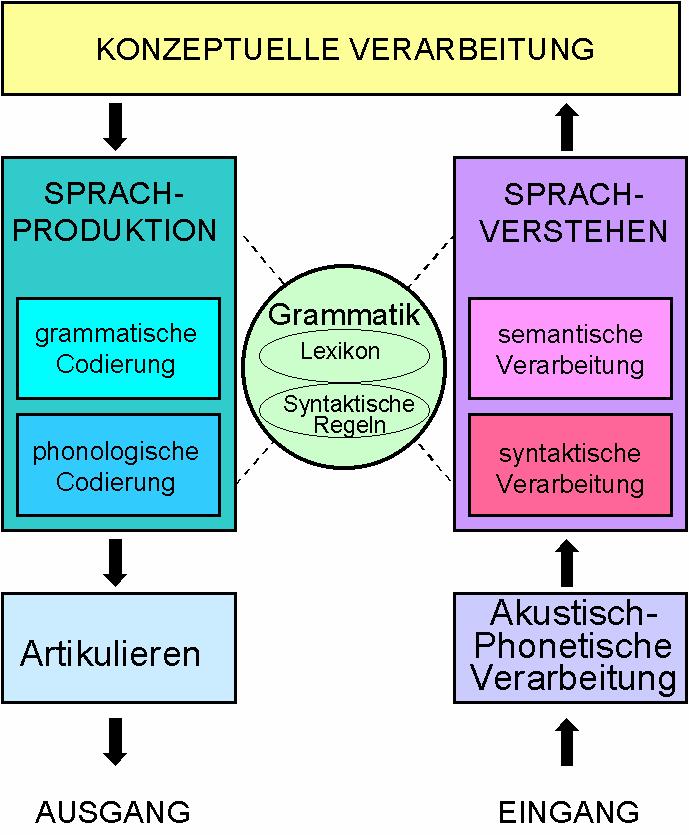 Prozesse beim Verstehen und der Produktion von Sprache greifen auf folgendes zurück: 1) Information über lautliche Struktur (Phonologie), 2) Information über Bedeutung von und zwischen Wörtern