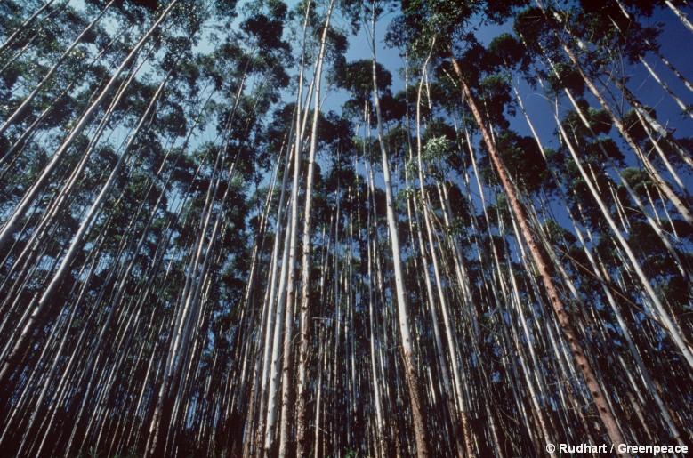 Klimaretter Wald? Helfen Aufforstungen, das Klima zu schützen?