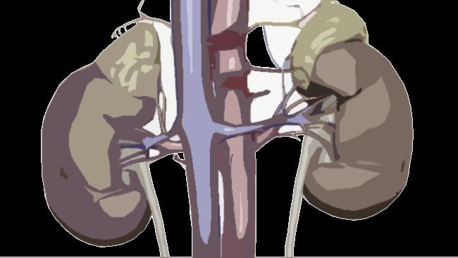 81 Suprarenale Aorta: neuer Hinweis Grundsätzlich keine bahnbrechende Erkenntnis