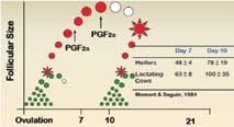 Fruchtbarkeitsmanagement in Hochleistungsherden 23 Pyometra PGF: 2 3 mal (Intervall 10-14 d) Luteolyse Dinoprost: direkte kontrahierende Wirkung auf den Uterus Therapie der Stillbrunst mit PGF