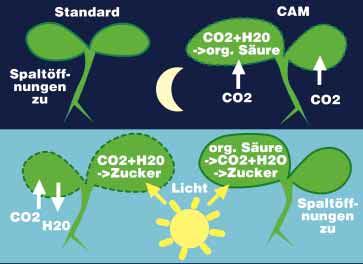 CAM (Crassula Acid Metabolism) Pflanzen HERMANN KRAINZ versucht eine allgemein verständliche Darstellung eines speziellen Stoffwechselvorganges, mit Auswirkungen auf die Pflege von Orchideen.