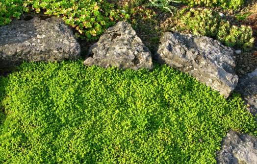 BODENDECKERPFLEGE Bei der Bodendeckerpflege beschneiden unsere Grünflächen-Experten die Überhänge der Bodendecker und entfernen Unkraut sowie