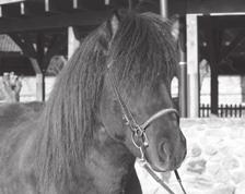 Auf dem Lindenhof steht ständig eine große Auswahl von Pferden mit unterschiedlichen Talenten und Eignungen im Training.