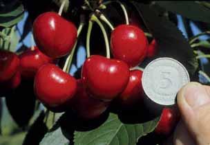 Süßkirschen im Obstbau Sorten für Hausgarten und Streuobst Die Kirschfruchtfliege, die madige Früchte verursacht, kann im Freizeitgartenbau mangels zugelassener Mittel nicht (effektiv) bekämpft