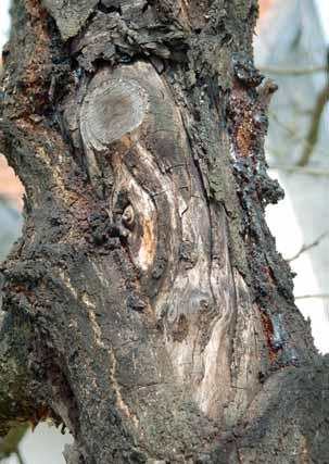 Am Stammfuß von Kirschbäumen können sich Zellulosepilze ansiedeln (Rüegg und Bolay).
