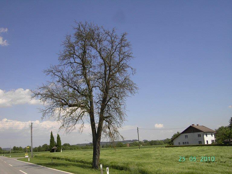 Birnenverfall: Beobachtungen aus Oberösterreich (Josef Dieplinger) Das Absterben von Mostbirnebäumen stellt ein Problem dar, das dringender Beachtung bedarf.