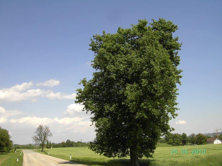 einigen Jahren, hatte im Frühjahr 2010 neben dem gesunden Baum kaum noch einen Austrieb (auf Bild 2 ist auch der befallene Baum im Hintergrund zu sehen).