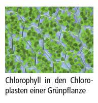 Chlorophylle: