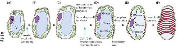 Protoplast (A-B) 2.Es erfolgt eine Neudifferenzierung hin zu einer tracheenspezifischen Zelle, mit Anlagerung von (ringförmigen) Zellwandverdickungen (C-D) 3.
