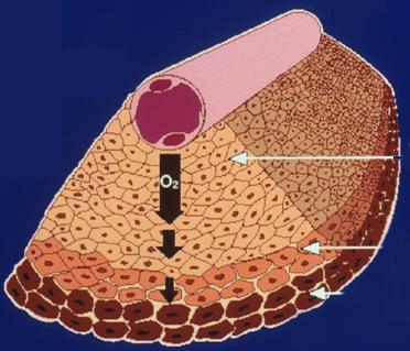 Reoxygenierung Venöses Ende Oxygenierte Zelle Hypoxische Zelle Anoxische Zelle Arterielles Ende