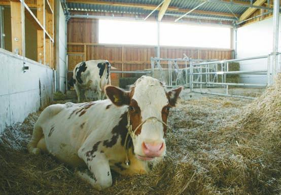 Leichte Trennung Auf ihrem Weg zum und vom Melken kommen die Kühe an die Kranken- und Abkalbebuchten sowie am Behandlungsraum vorbei und können dabei leicht von der Herde getrennt werden.