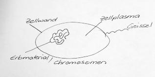 Mikrobiologie Anzahl Punkte Aufgabe Zeichnen Sie eine Bakterienzelle und beschriften Sie folgende Zellteile. Zellwand Zellplasma Erbmaterial/Chromosomen Geissel Abzug wenn Zellkern gezeichnet wird -0.