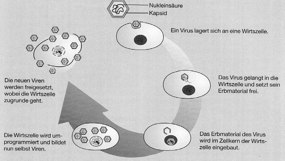 Anzahl Punkte Übertrag 0 Aufgabe 7 Beschreiben Sie anhand der Abbildung die Virenvermehrung in Stichworten.. Virus gelangt in die Wirtszelle. 4 7. Neue Viren werden freigesetzt. 8.