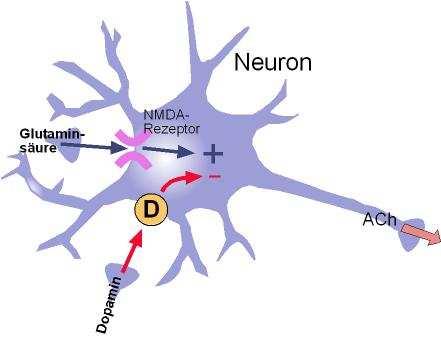 Nervensystem / Parkinsonismus Demenz im Spätstadium Die Symptome beruhen auf einer Störung des Gleichgewichtes zwischen Dopamin, Acetylcholin und Glutaminsäure.