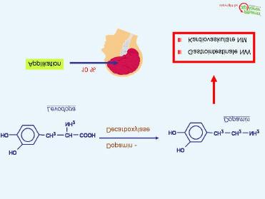 Die Umwandlung erfolgt allerdings nicht nur im ZNS, sondern vor allem in der Peripherie (bis zu 95% L-Dopa wird zu Dopamin abbgebaut).