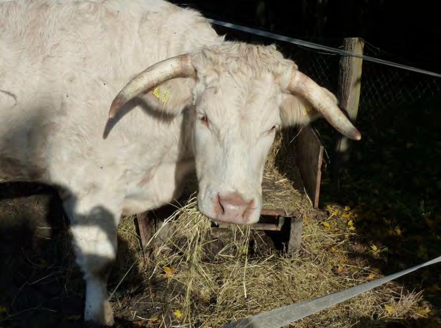 Tierbestand auf dem Ingenhammshof 2017 - Charolais- Rinder 3 - Ziegen 11 - Kamerunschaf 1 -