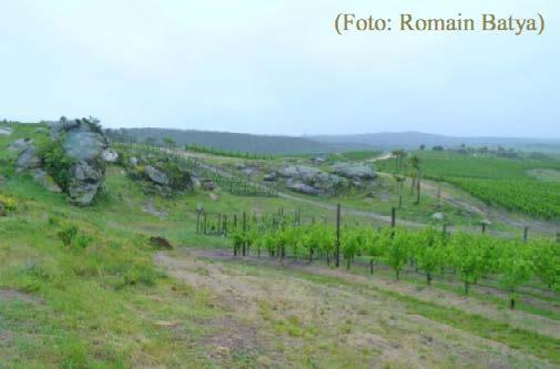 Verkostungsnotizen der besten Weine der Probe Sauvignon Blanc 2012 (Alkohol 13 Vol.-%)) Das Anwesen umfasst heute 6.000 Hektar Land.