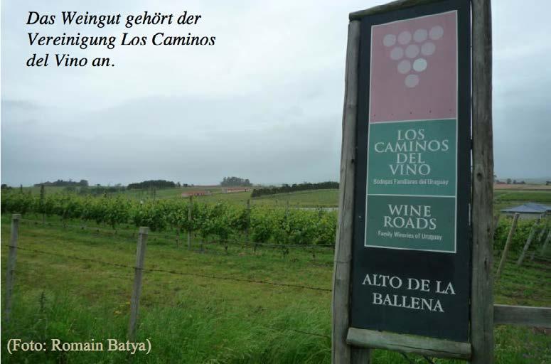 Weingut La Ballena Alto de la Ballena in Maldonado ist ein junges, ruhiger gelegenes Weingut in der Sierra de la Ballena, 15 km entfernt von der Küste und vom beliebten Bade- und Ferienort Punta del